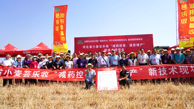 河北省植保總站
組織全省50多個市、縣植保站站長
在獻縣對小麥蕓樂收示范項目實打實收